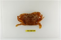 藏品(鈍額蟳)的圖片